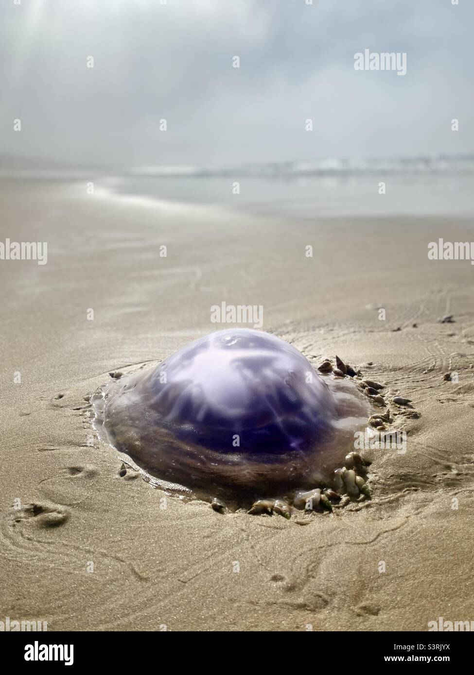 Méduses violets sur une plage de sable Banque D'Images