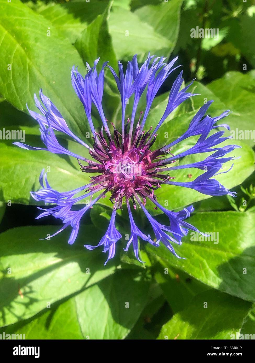 Knaphed de montagne, fleur de maïs bleue (Centaurea montana) qui pousse sur la colline de Sainte-Catherine, Hampshire, Royaume-Uni - Image de stock capturée avec un smartphone