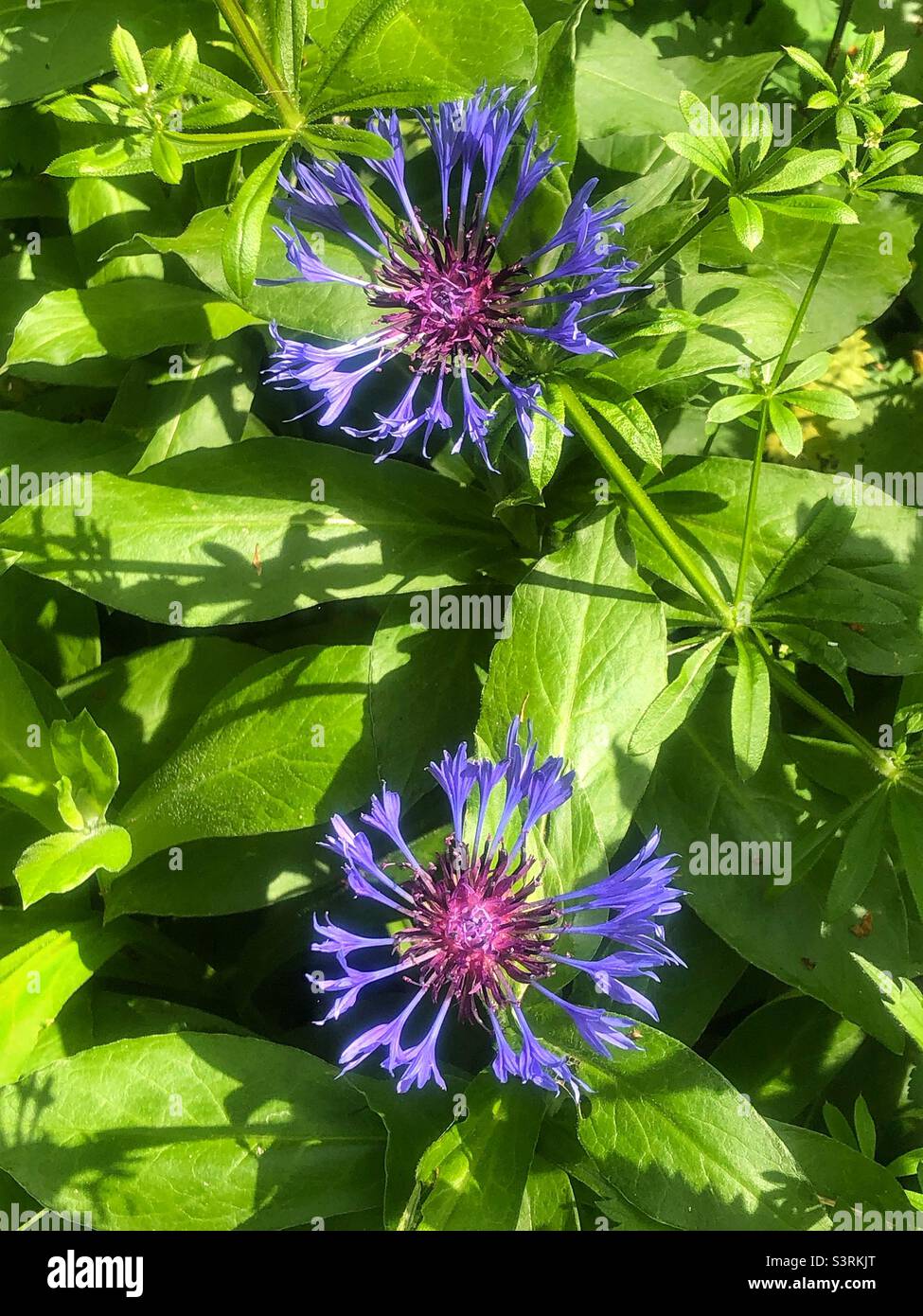 Knaphed de montagne, fleur de maïs bleue (Centaurea montana) qui pousse sur la colline de Sainte-Catherine, Hampshire, Royaume-Uni - Image de stock capturée avec un smartphone