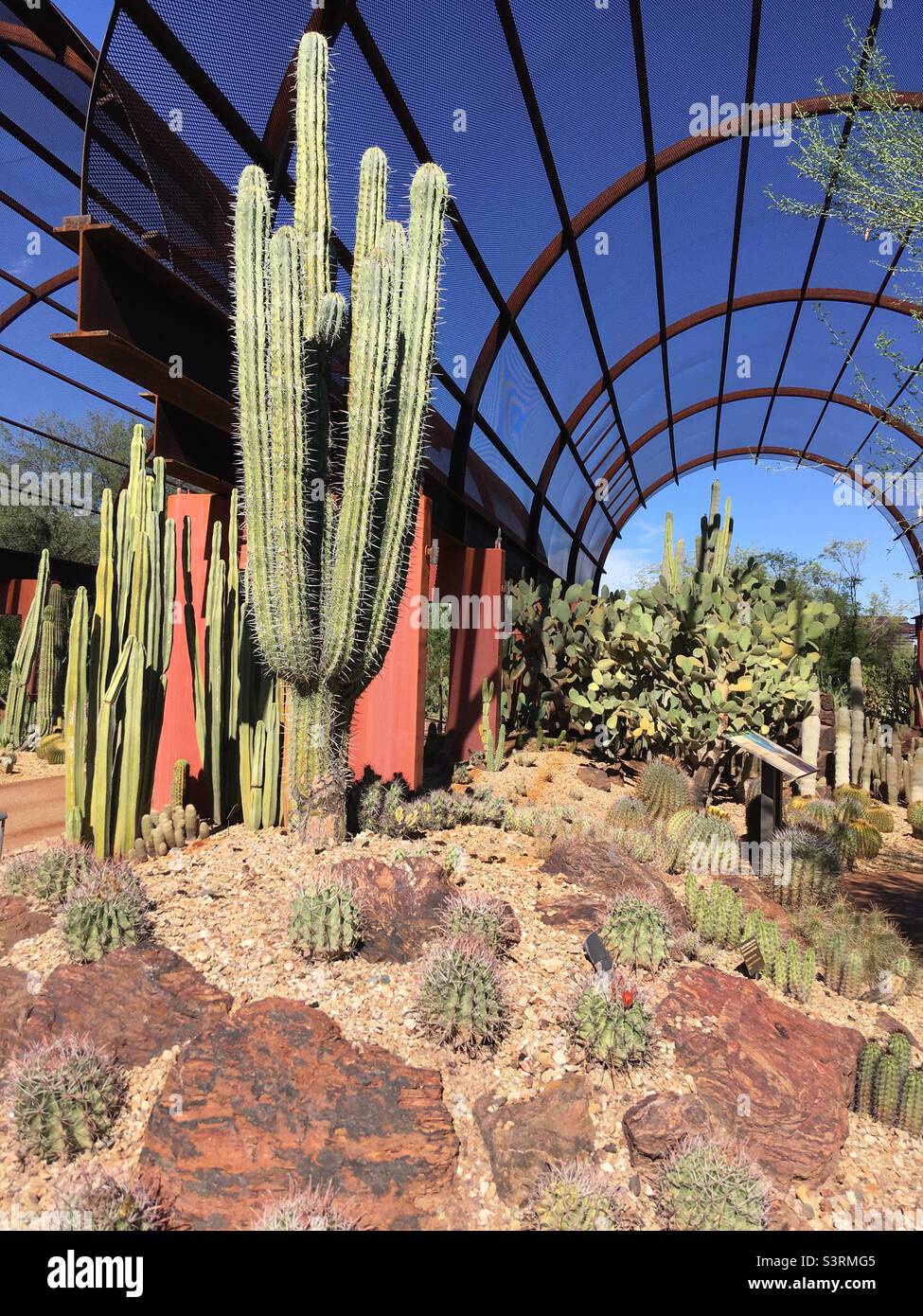 Jardin botanique du désert Phoenix Arizona Banque D'Images