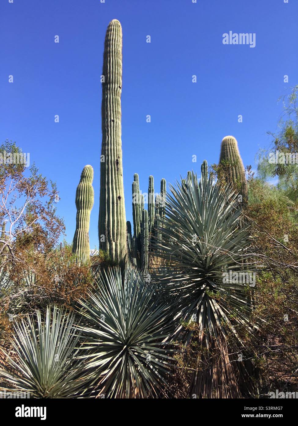 Jardin botanique du désert Phoenix Arizona Banque D'Images