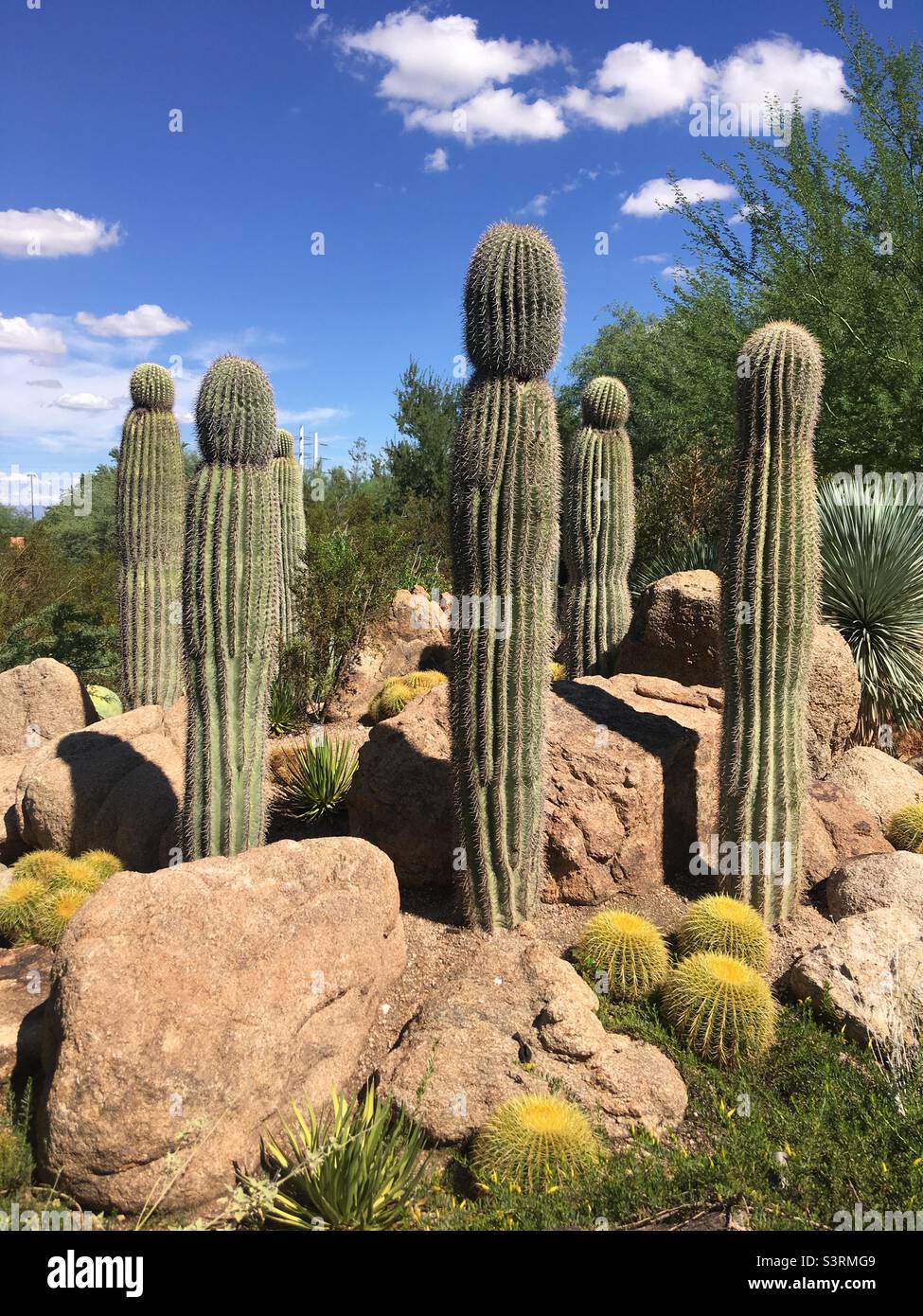Plantes Cactus au Desert Botanical Garden Phoenix Arizona Banque D'Images