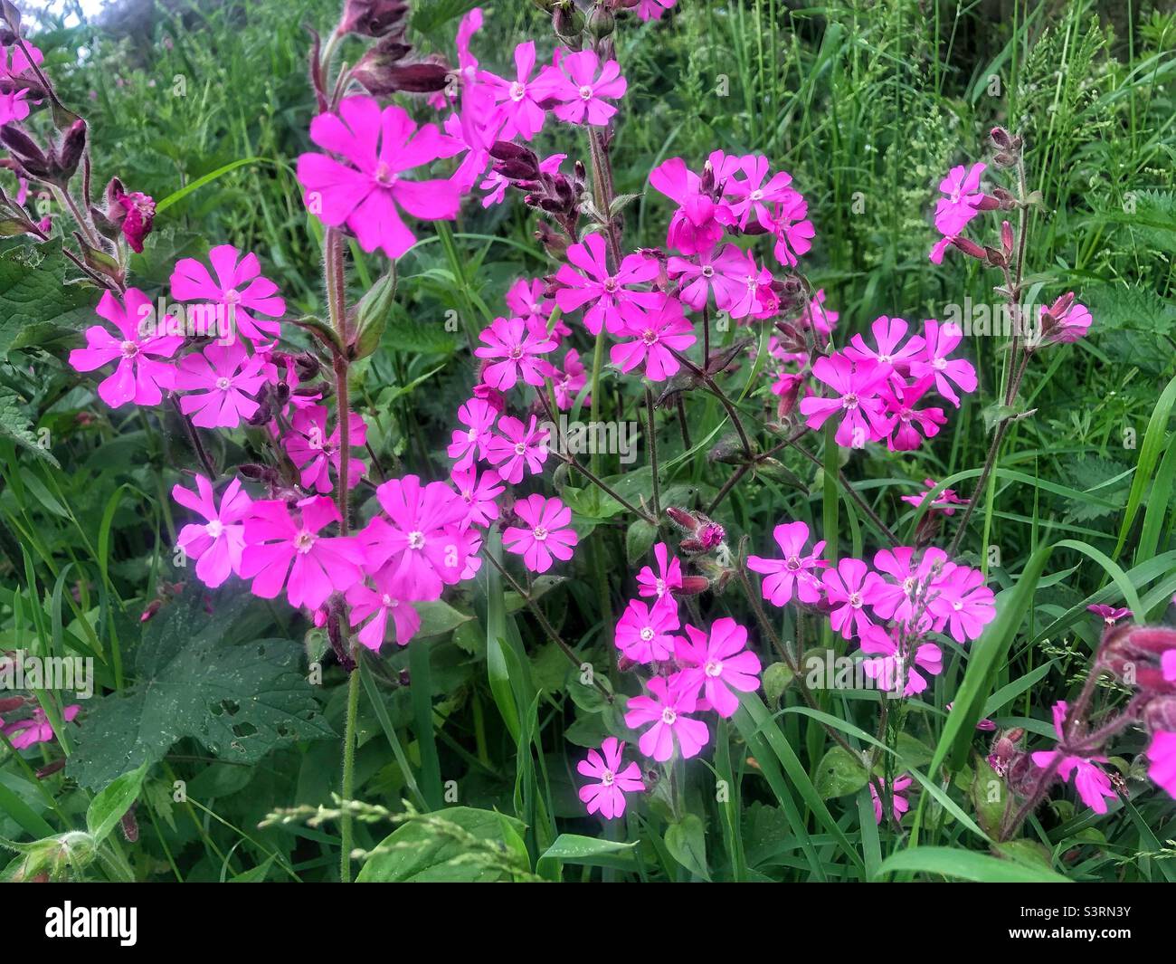 Rouge Campion fleurs au printemps (Silene dioica) Eastleigh Hampshire Royaume-Uni Banque D'Images