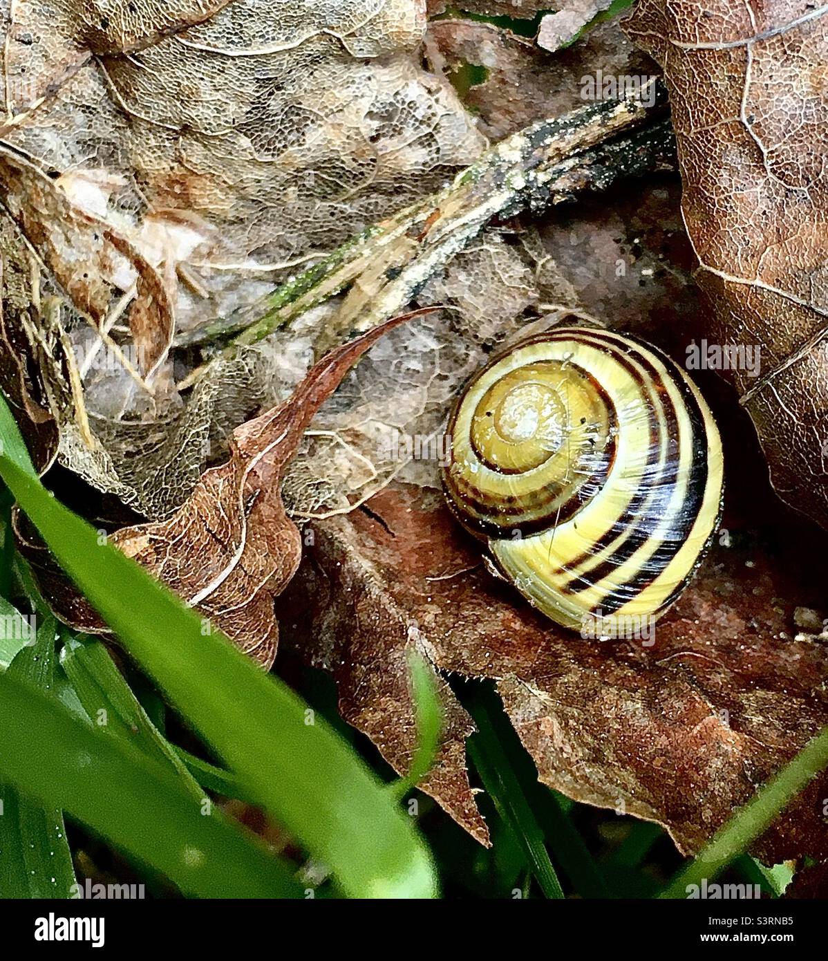 Accueil, coquille d'escargot, coquille, vert, marron, jaune, biodiversité, feuilles, nature, beauté simple, cercles, spirale Banque D'Images