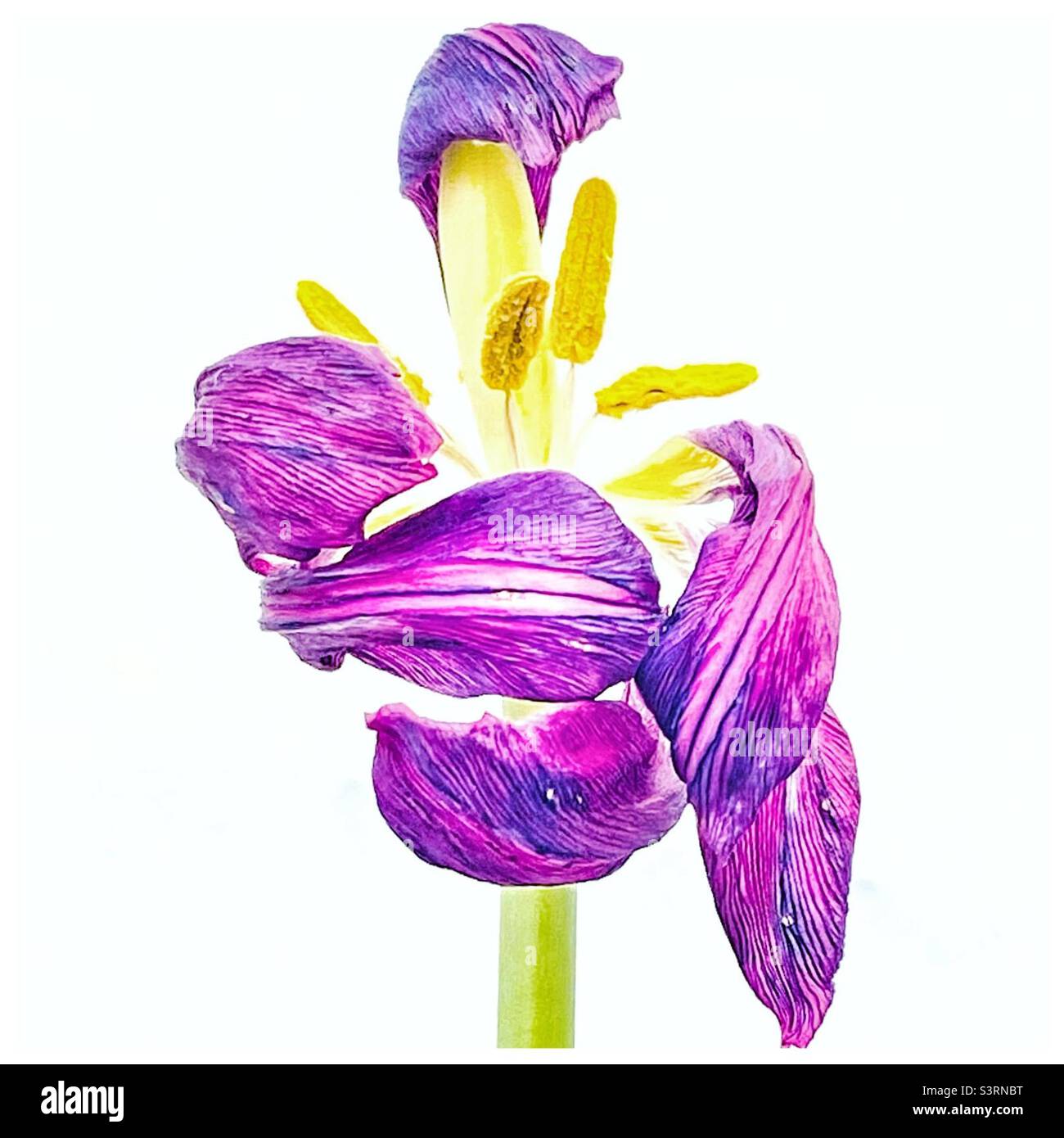 Tulipe fanée Banque D'Images