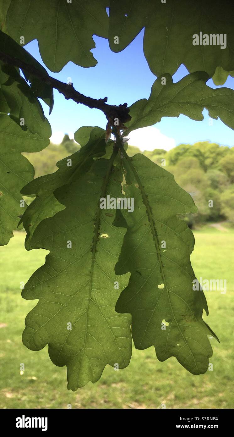 Feuilles, feuilles, vertes, feuilles de chêne, chêne , nature, vert, ciel, bleu - Image de stock capturée avec un smartphone