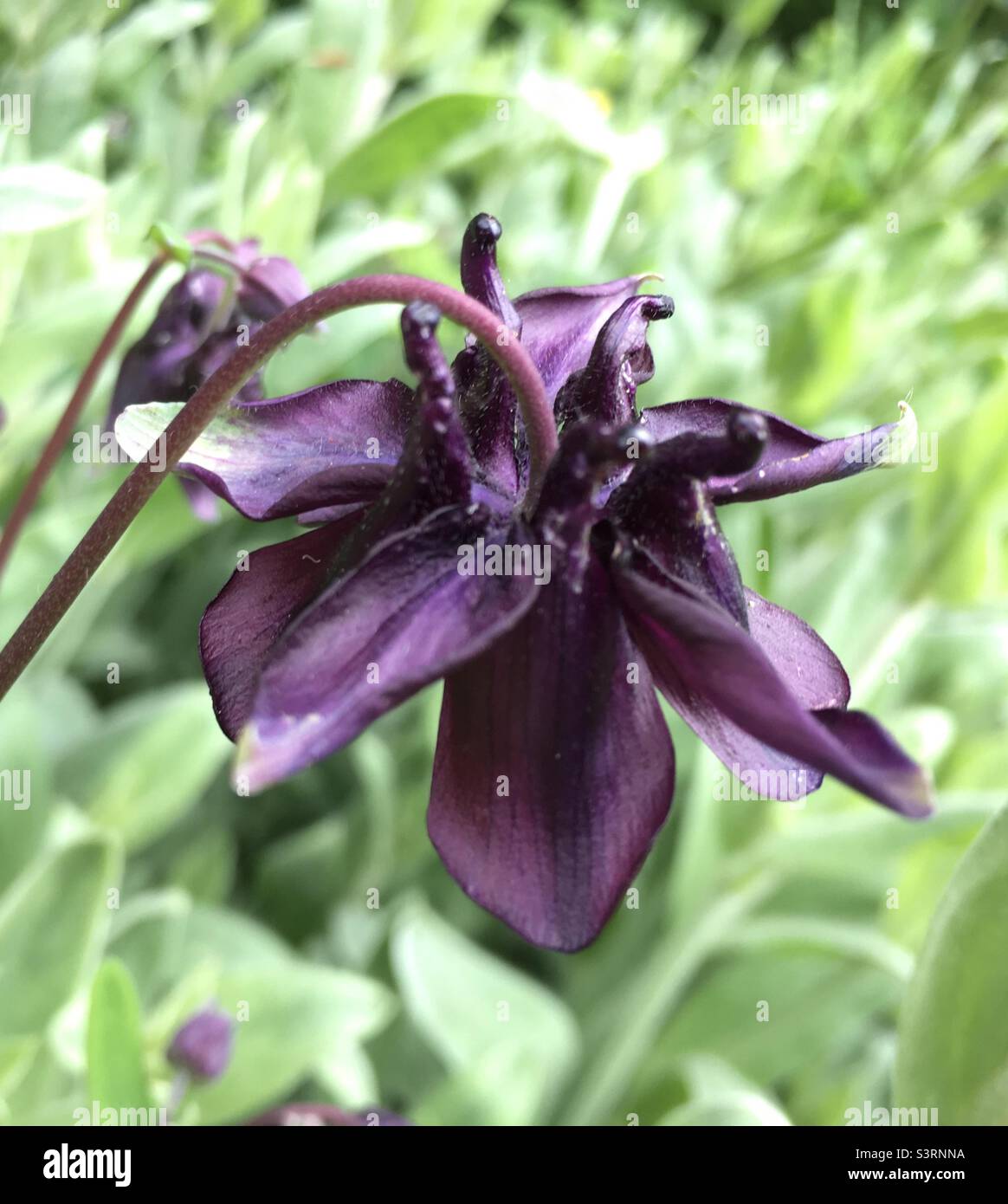 Violet, bordeaux, vert, fleur, jardin, beauté - Image de stock capturée avec un smartphone