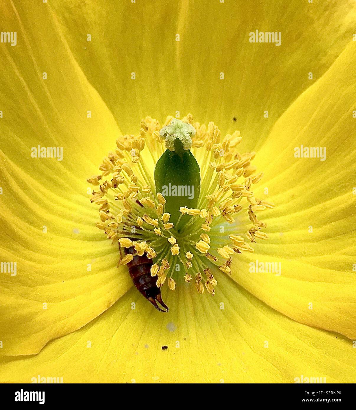 Jaune, coquelicot, nature, beauté, soulèvement, bonheur Banque D'Images