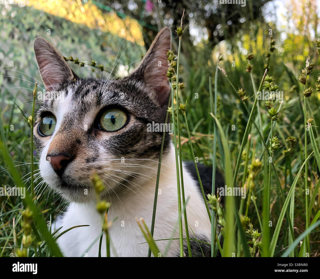 Chat étoilé ou vif dans l'herbe longue - Image de stock capturée avec un smartphone Chat étoilé ou vif dans l'herbe longue - Image de stock capturée avec un smartphone