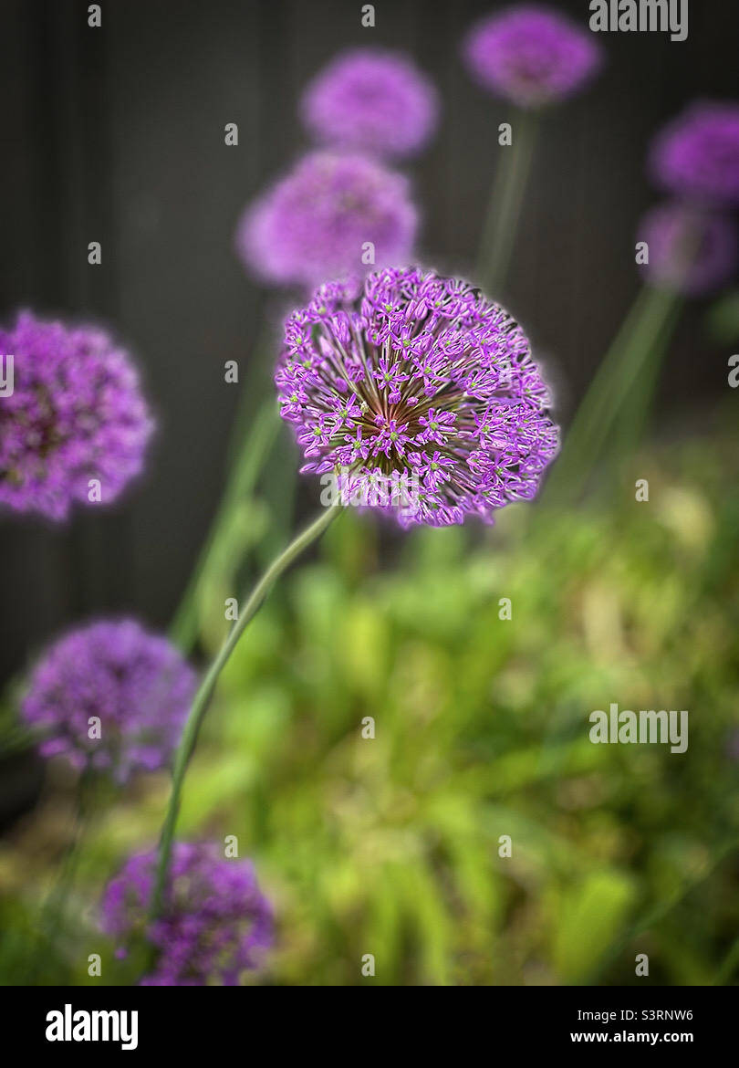 Belle fleurs d'allium en fleur - Image de stock capturée avec un smartphone