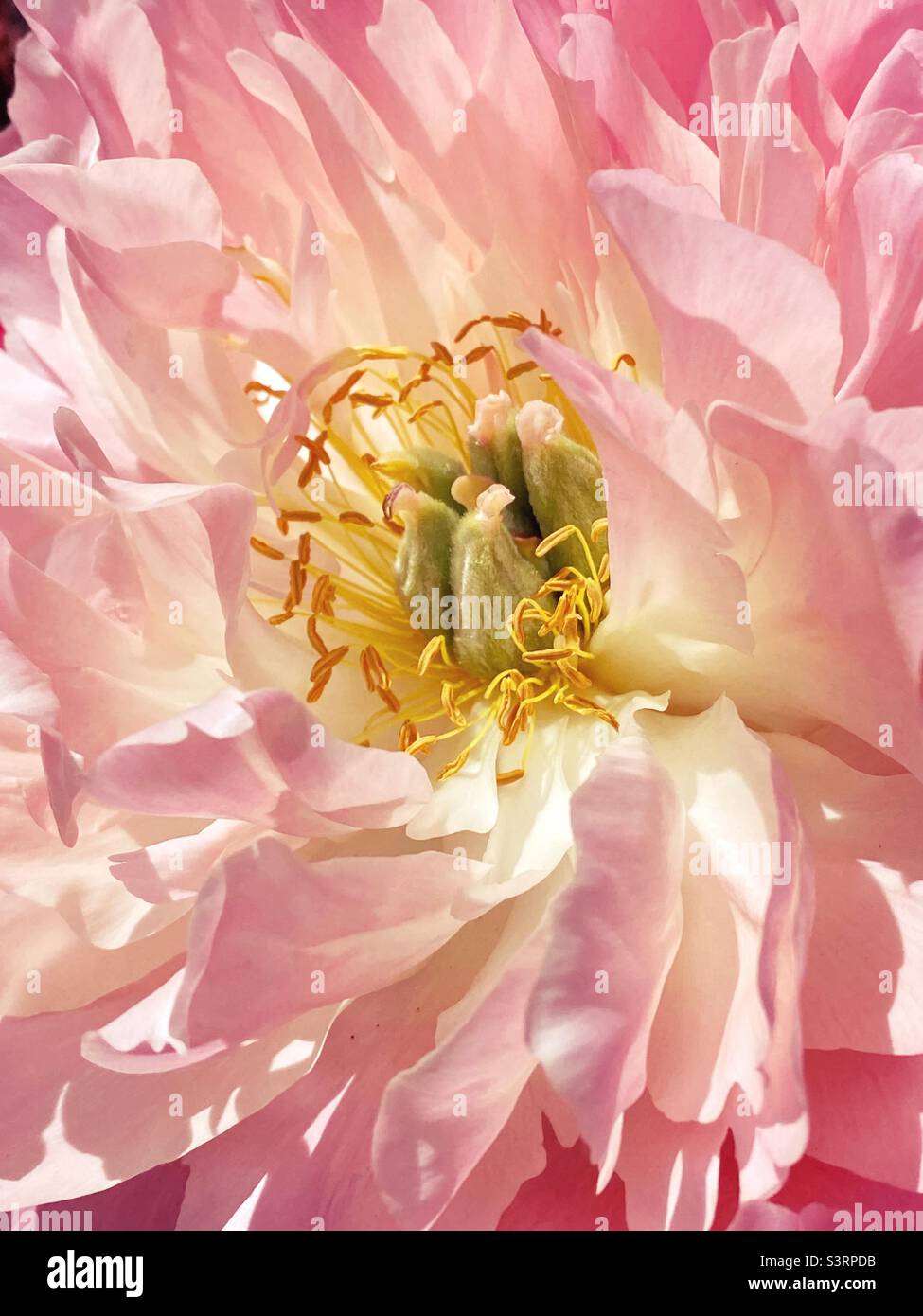 Gros plan d'une fleur de pivoine rose. Banque D'Images