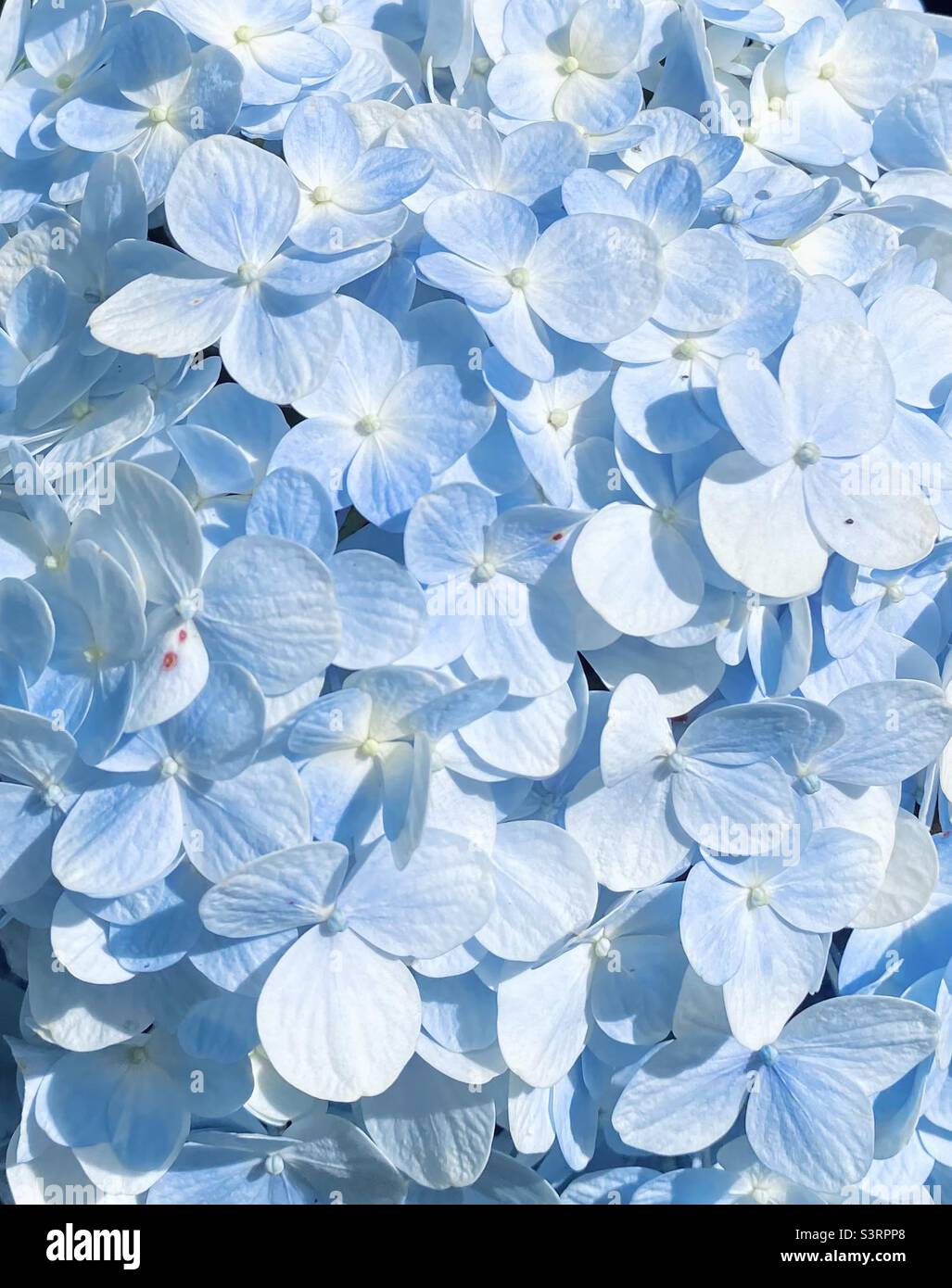 magnifiques pétales d'hortensia - magnifiques pétales bleus Banque D'Images
