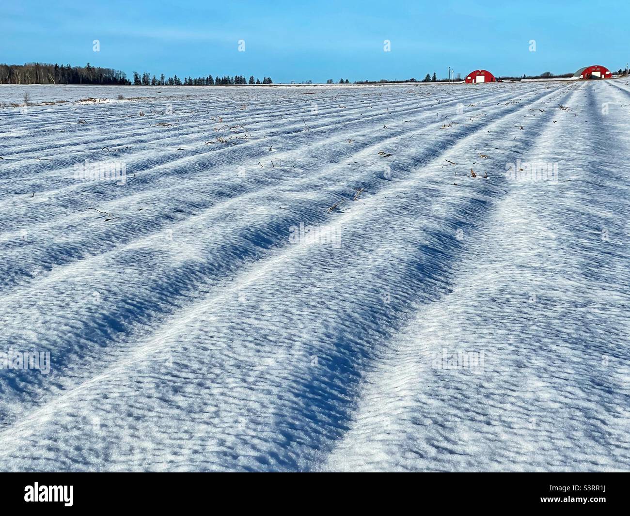 La neige couvrait des sillons dans un champ agricole rural de l’Île-du-Prince-Édouard, au Canada. Banque D'Images