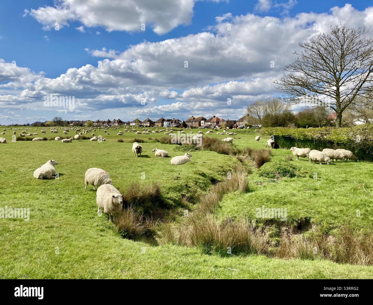 Un grand nombre de moutons sur un green près de Rye, dans l'est du Sussex - Image de stock capturée avec un smartphone