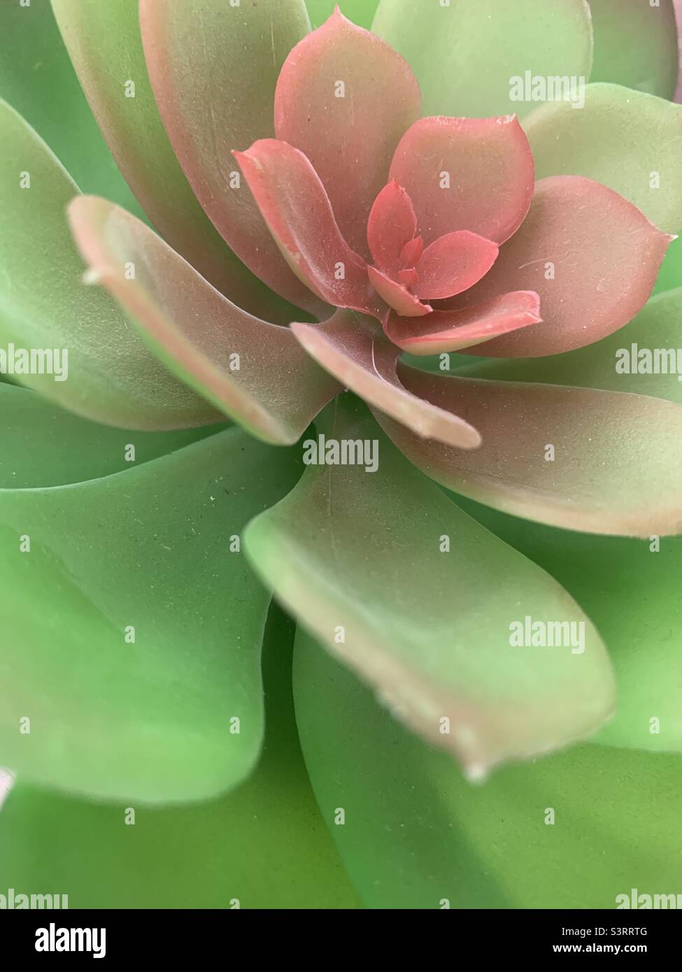 Doux et succulent - Image de stock capturée avec un smartphone