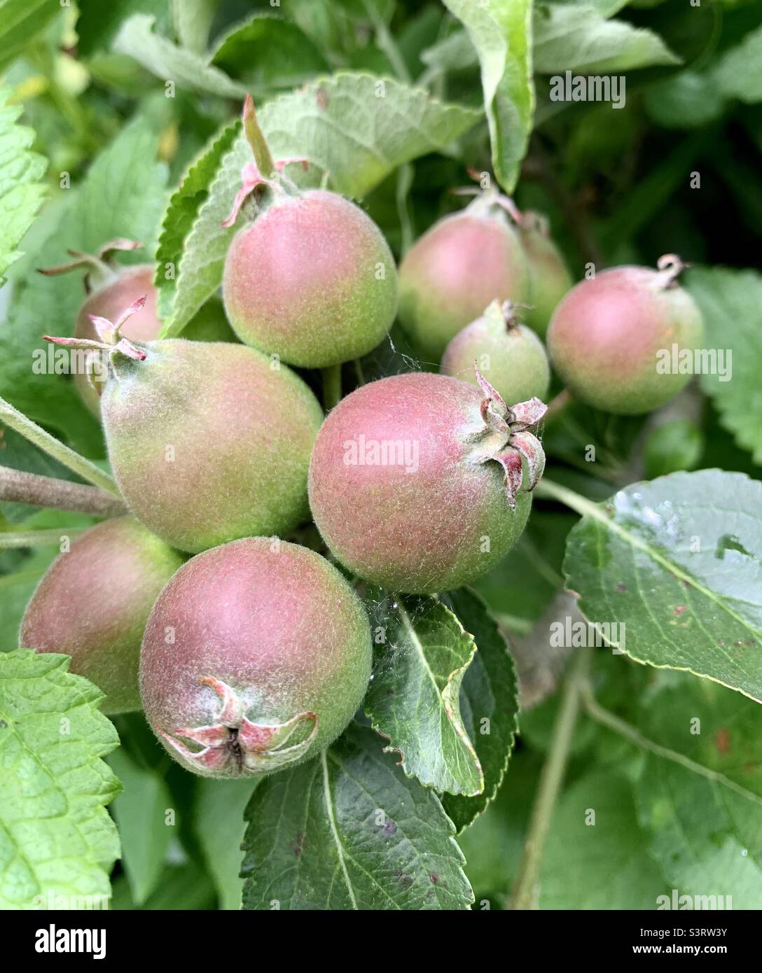 Pommes poussant sur arbre fruitier Banque D'Images