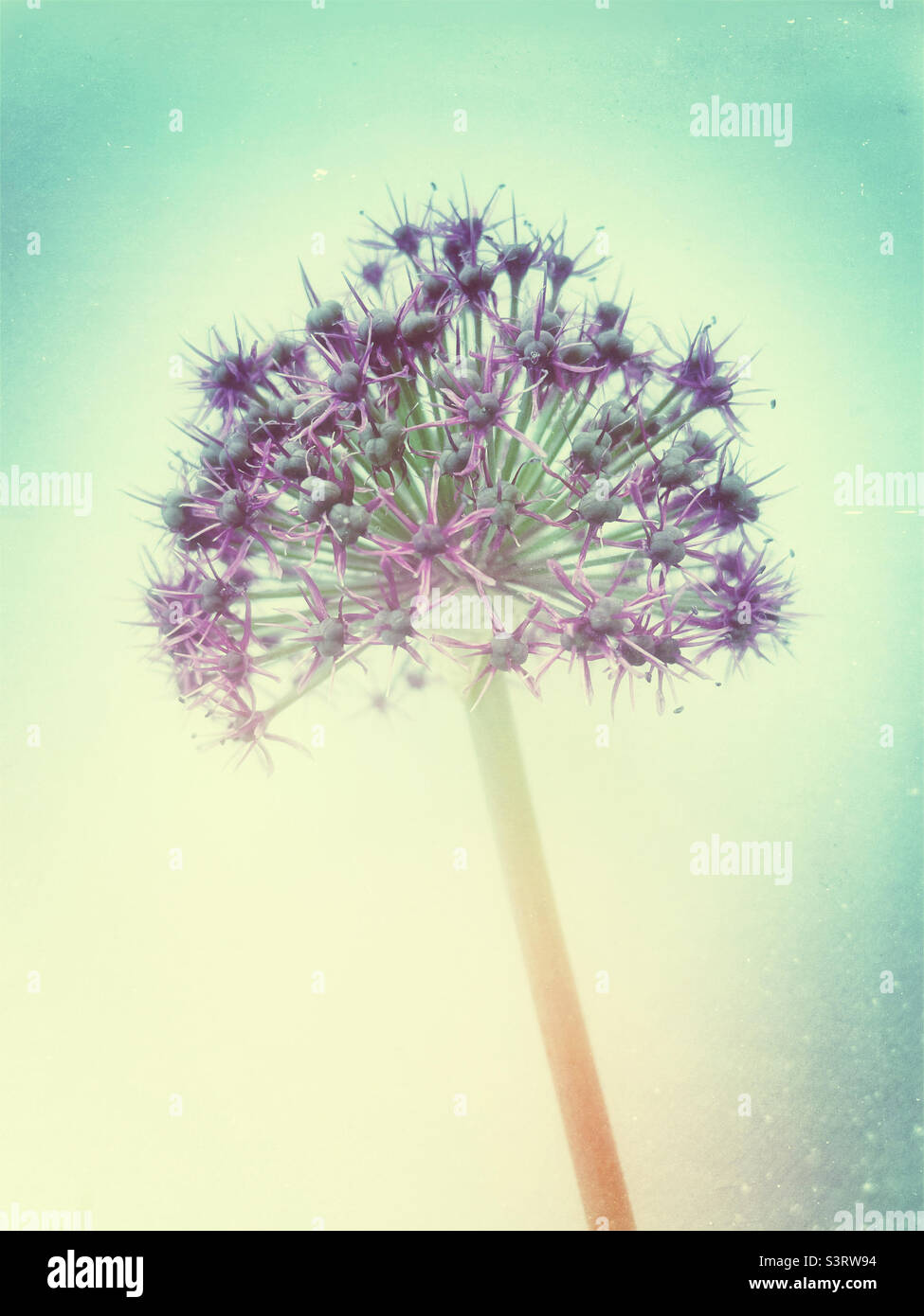 Fleur d'Allium avec effet rétro. - Image de stock capturée avec un smartphone