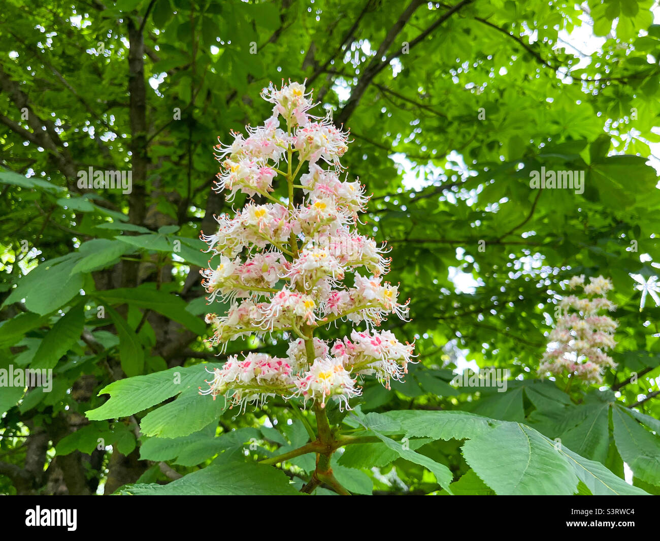 Fleurs de châtaigne de cheval Aesculus hippocastanum gros plan Banque D'Images