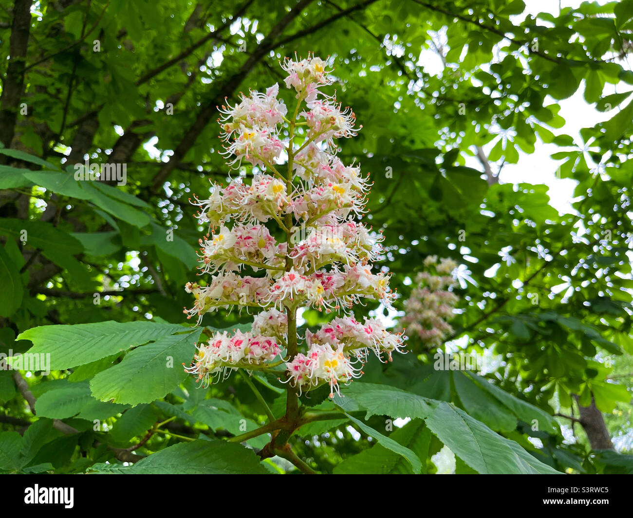 Fleurs de châtaigne de cheval Aesculus hippocastanum gros plan Banque D'Images