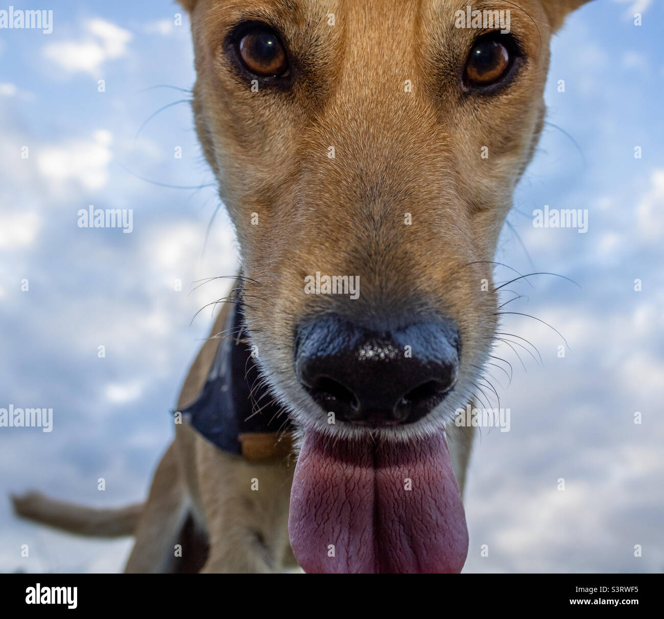 Le chien regarde l'appareil photo d'en haut, avec le ciel derrière lui Banque D'Images