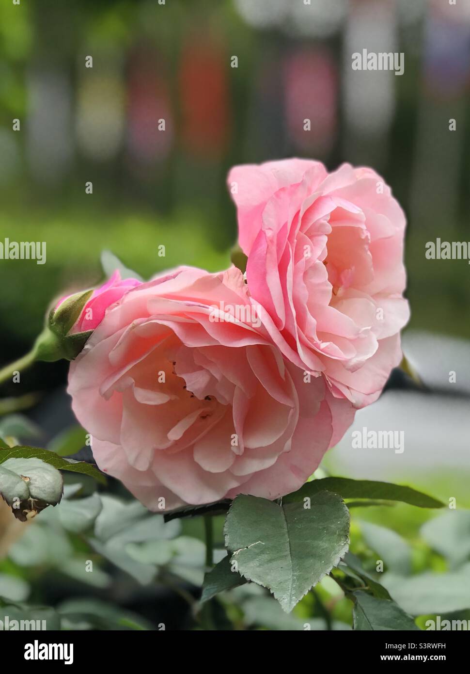Couple roses roses - belles roses - symbole de l'amour Banque D'Images