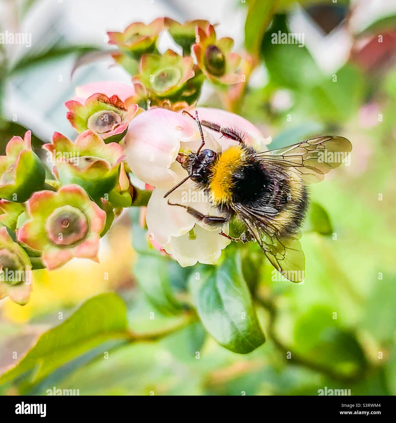 Un bourdon pollinisant une fleur sur un bleuet Banque D'Images