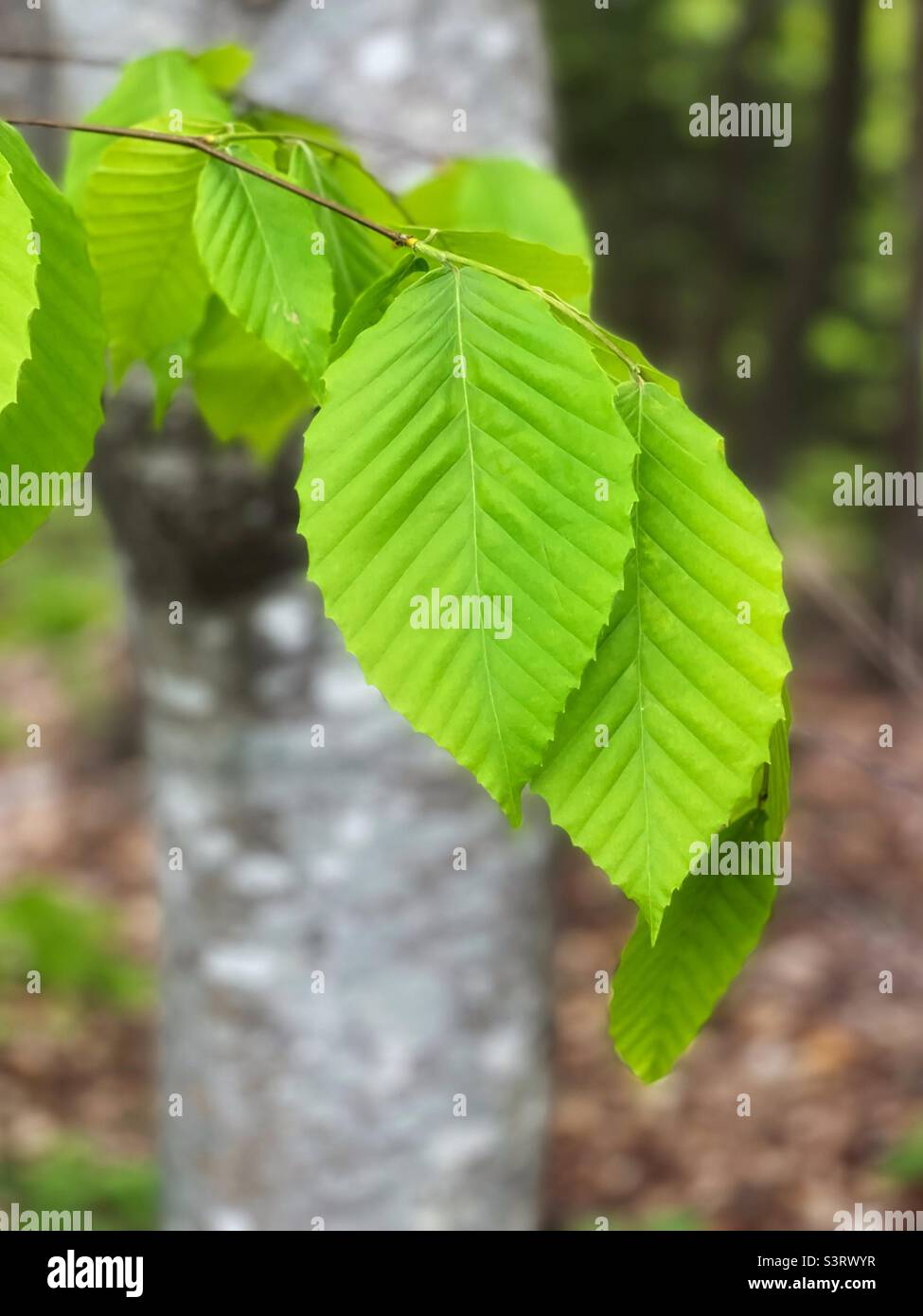 Nouvelle feuille fraîche d'un hêtre. - Image de stock capturée avec un smartphone