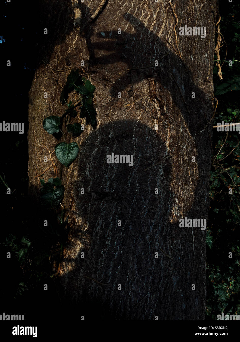 Silhouette d'une personne sur un tronc d'arbre - Image de stock capturée avec un smartphone