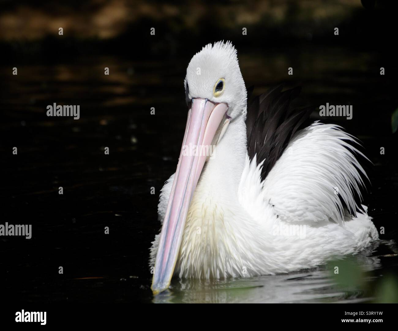 Pélican sur lac - Image de stock capturée avec un smartphone