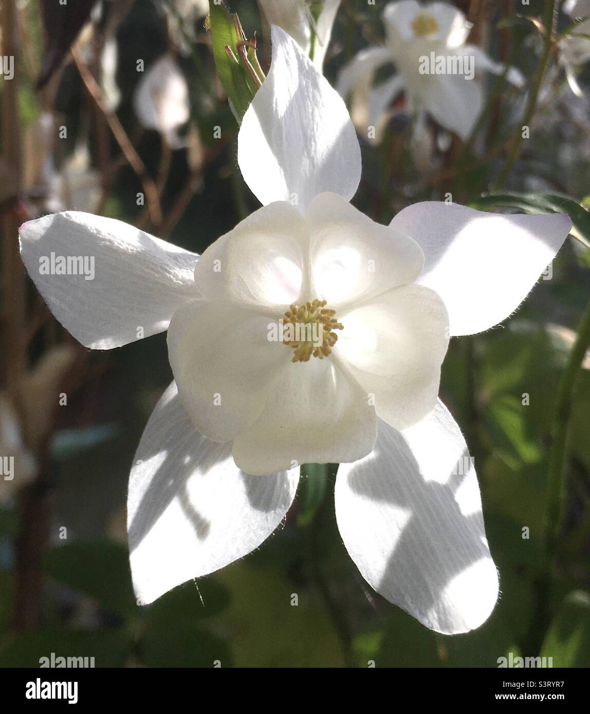 Fleur, blanc, jaune, or, vert, jardin, nature, beauté, lumière Banque D'Images
