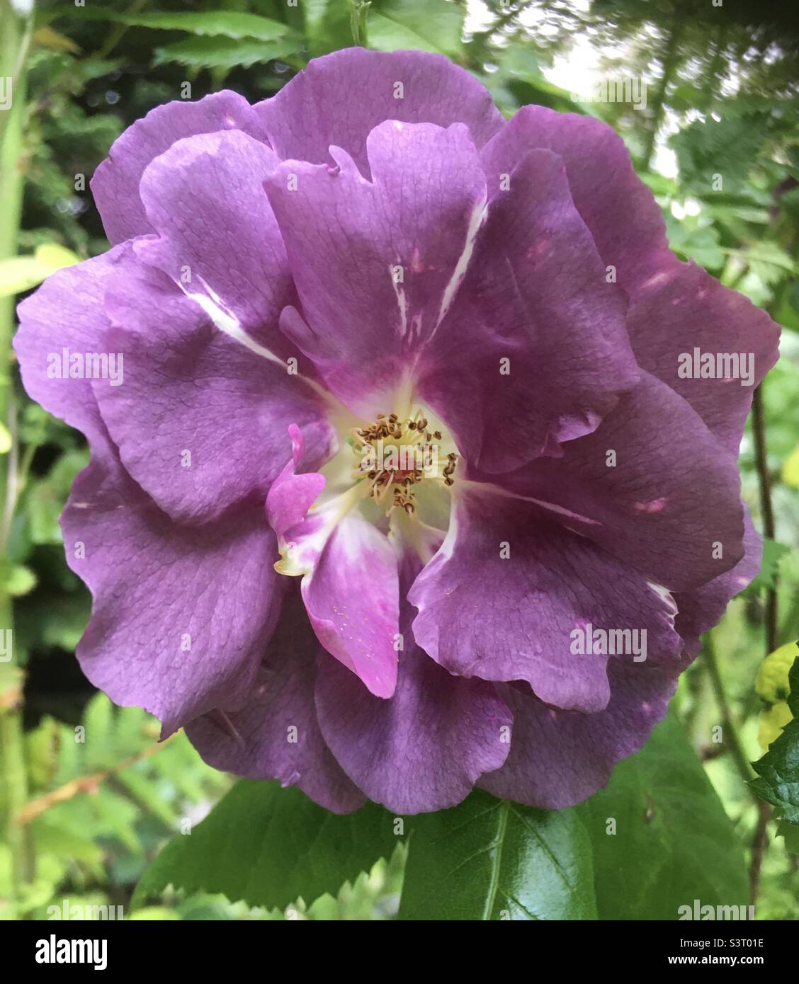 Rose, violet, vert, nature, jardin , beauté Banque D'Images
