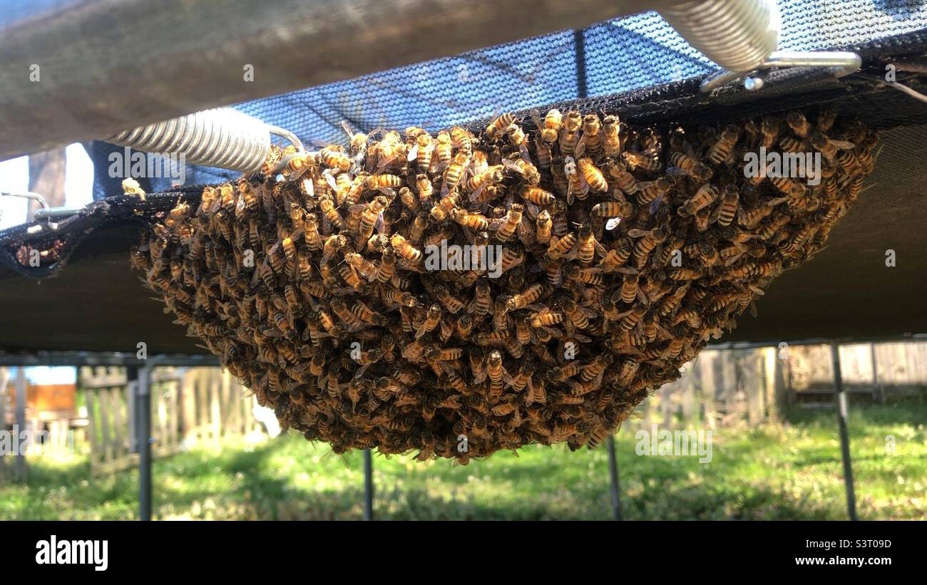 Essaim d'abeille au fond du trampoline. Banque D'Images