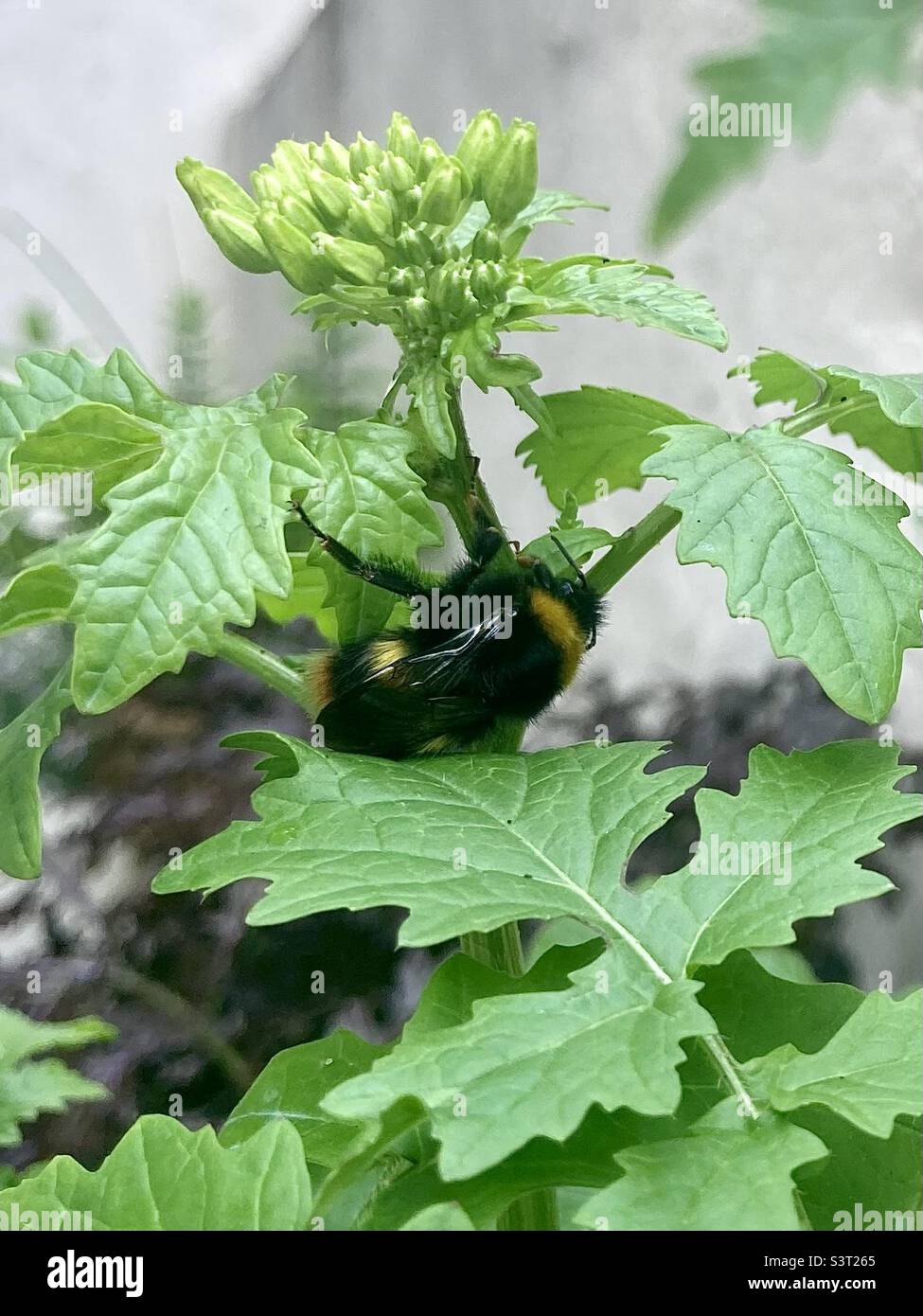 Abeille Bumble reposant sous une plante de moutarde Banque D'Images