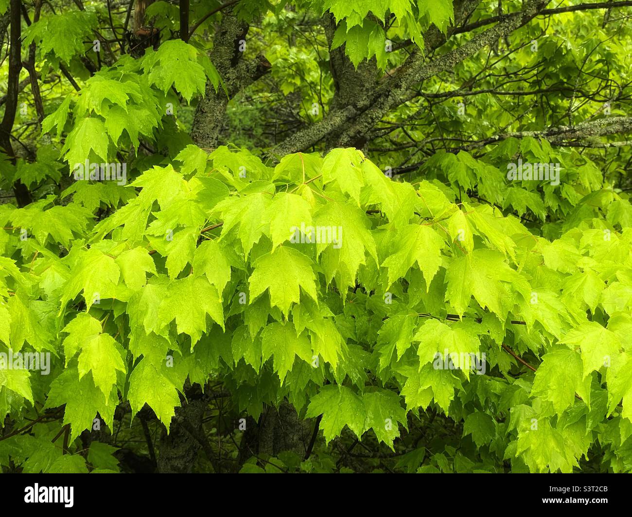 Feuilles vertes luxuriantes d'un érable dans une forêt de printemps. Banque D'Images