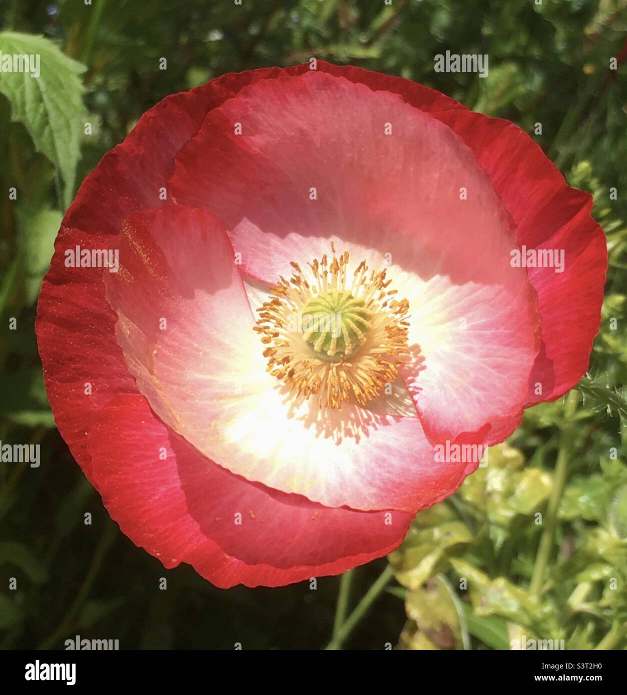 Pavot, rouge, fleur, jardin, beauté, vert, rose, jaune, joie, plaisir - Image de stock capturée avec un smartphone