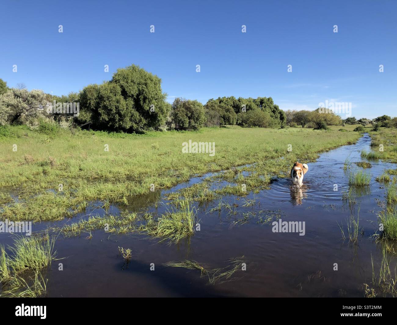 Brut Collie, Belle, en faisant une promenade dans l'eau après les pluies extrêmes dans le Cap nord 2021 Banque D'Images