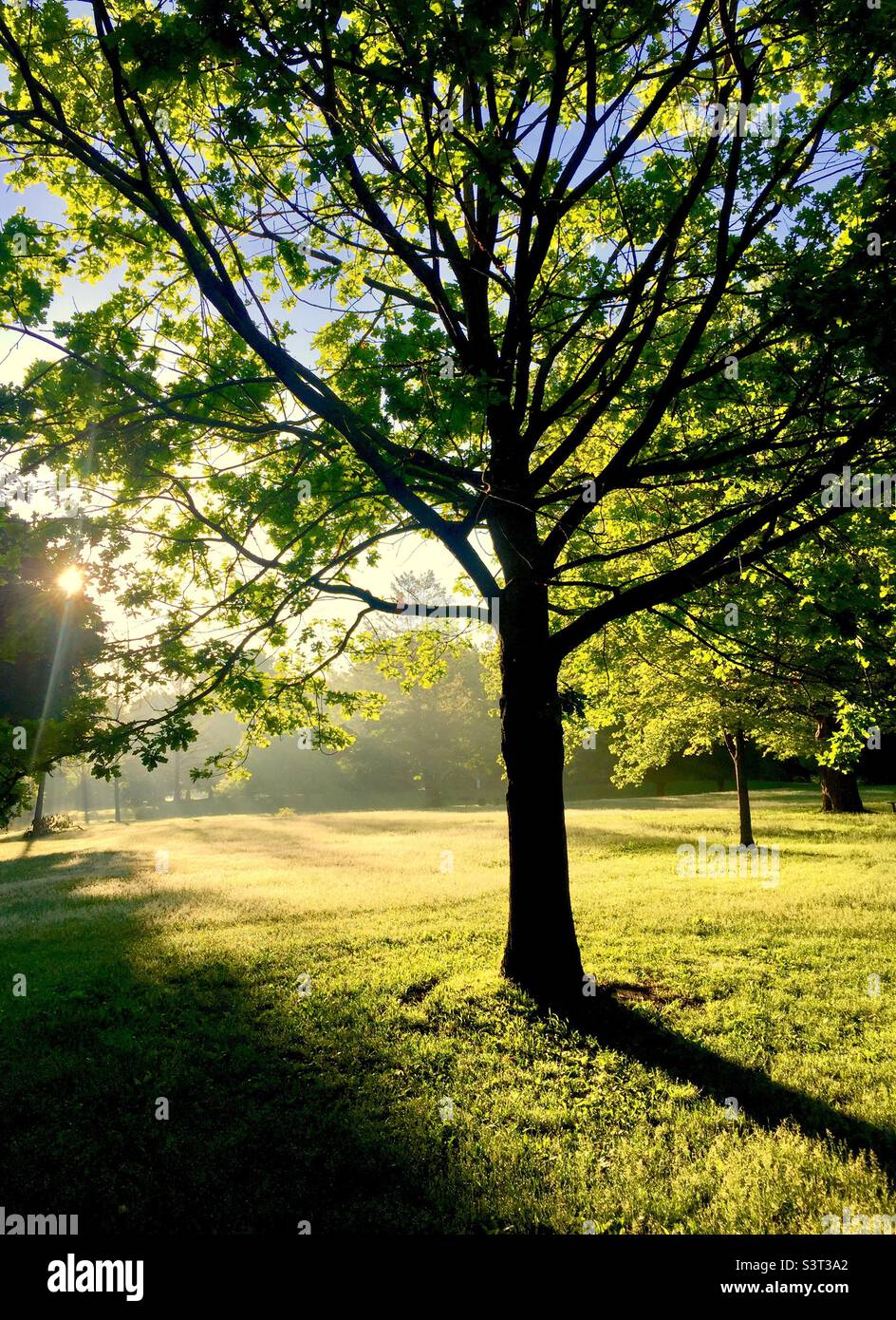 Tôt le matin dans un parc charmant. La lueur chaude de la première lumière. Jeu de lumière et d'ombres. Un moment et un endroit parfaits pour une promenade vivifiante, une contemplation tranquille, un shin-rin yoku ou un yoga. Pas encore de personnes. - Image de stock capturée avec un smartphone