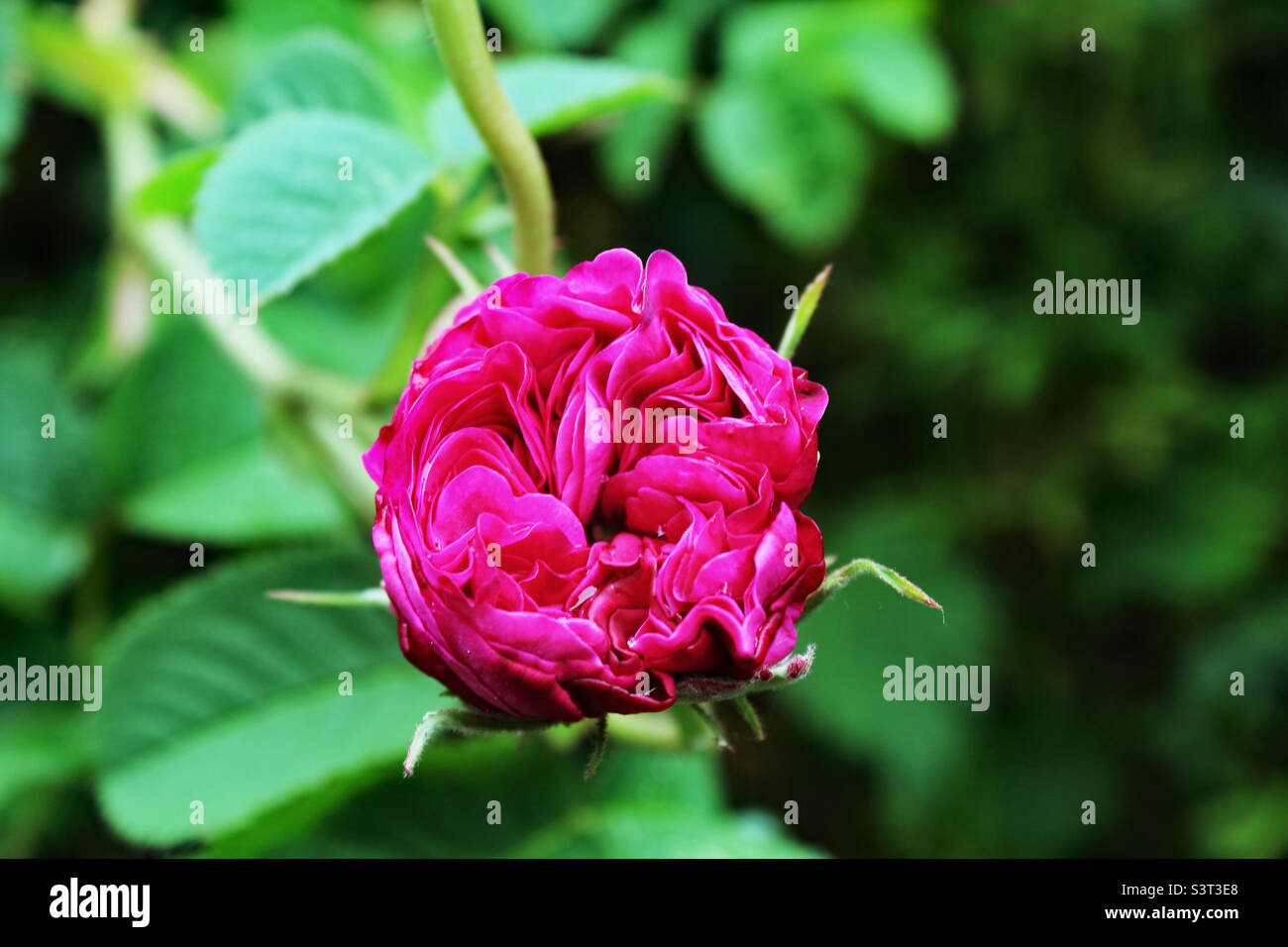 Un gros plan d'une fleur de rose Banque D'Images