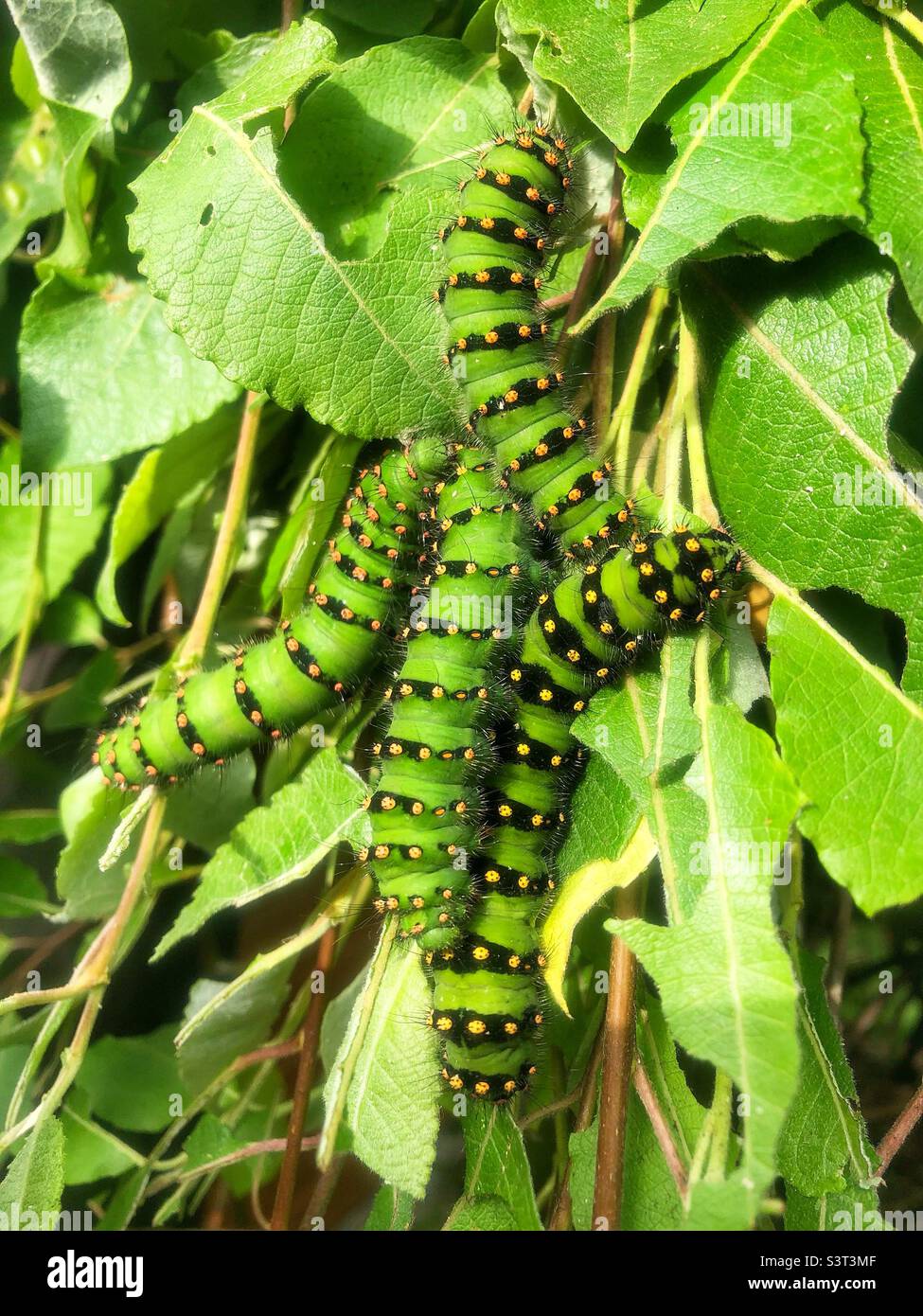 Larves de l'empereur (Saturnia pavonia) se nourrissant de la laisse. Le seul papillon de soie trouvé dans tout le Royaume-Uni. Banque D'Images
