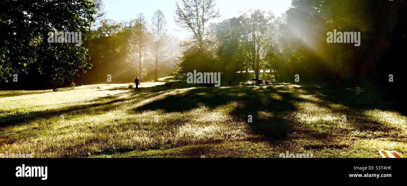 Tôt le matin dans un parc. Première lumière. Les rayons du soleil traversent les arbres pour éclairer le paysage. Une femme qui marche son chien a un environnement luxuriant pour elle-même, Ontario, Canada - Image de stock capturée avec un smartphone