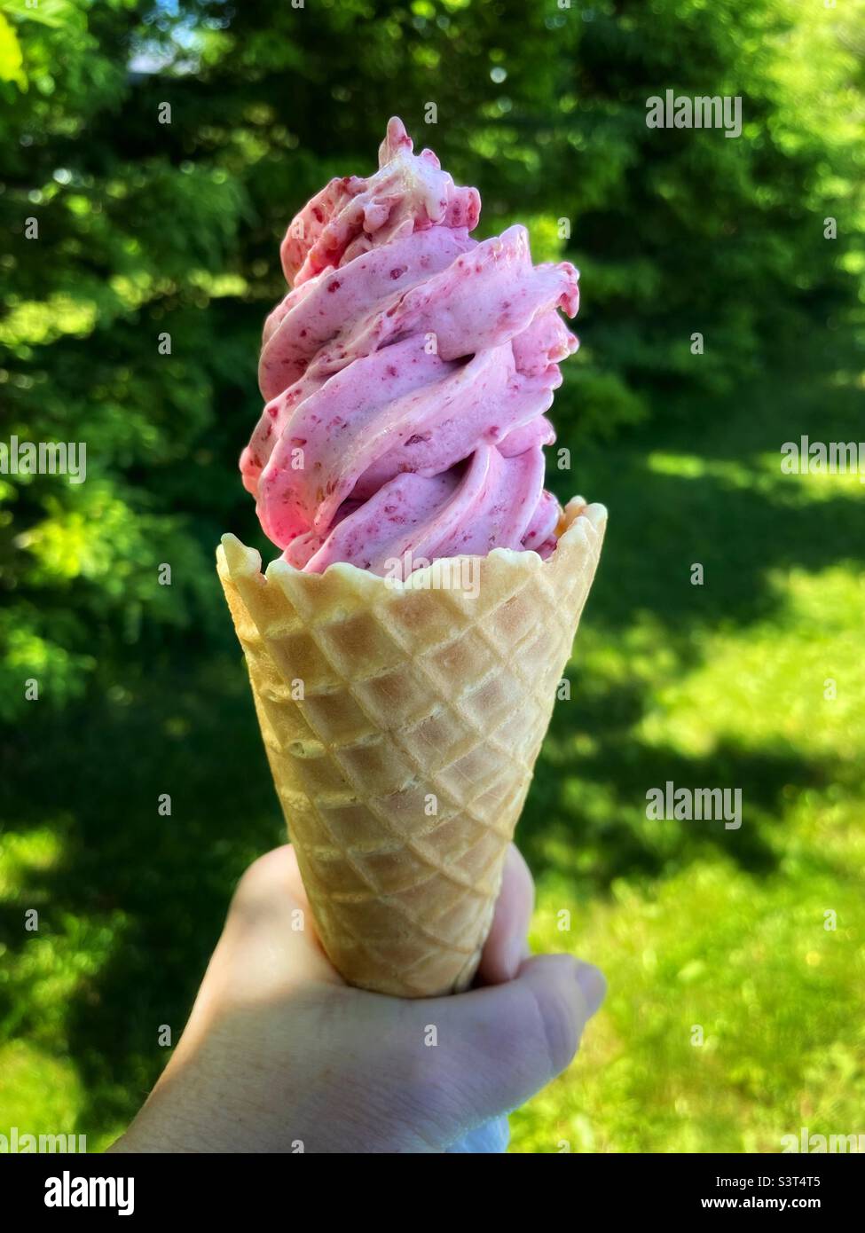 Yaourt à la framboise congelé rose dans un cône à gaufres. Banque D'Images