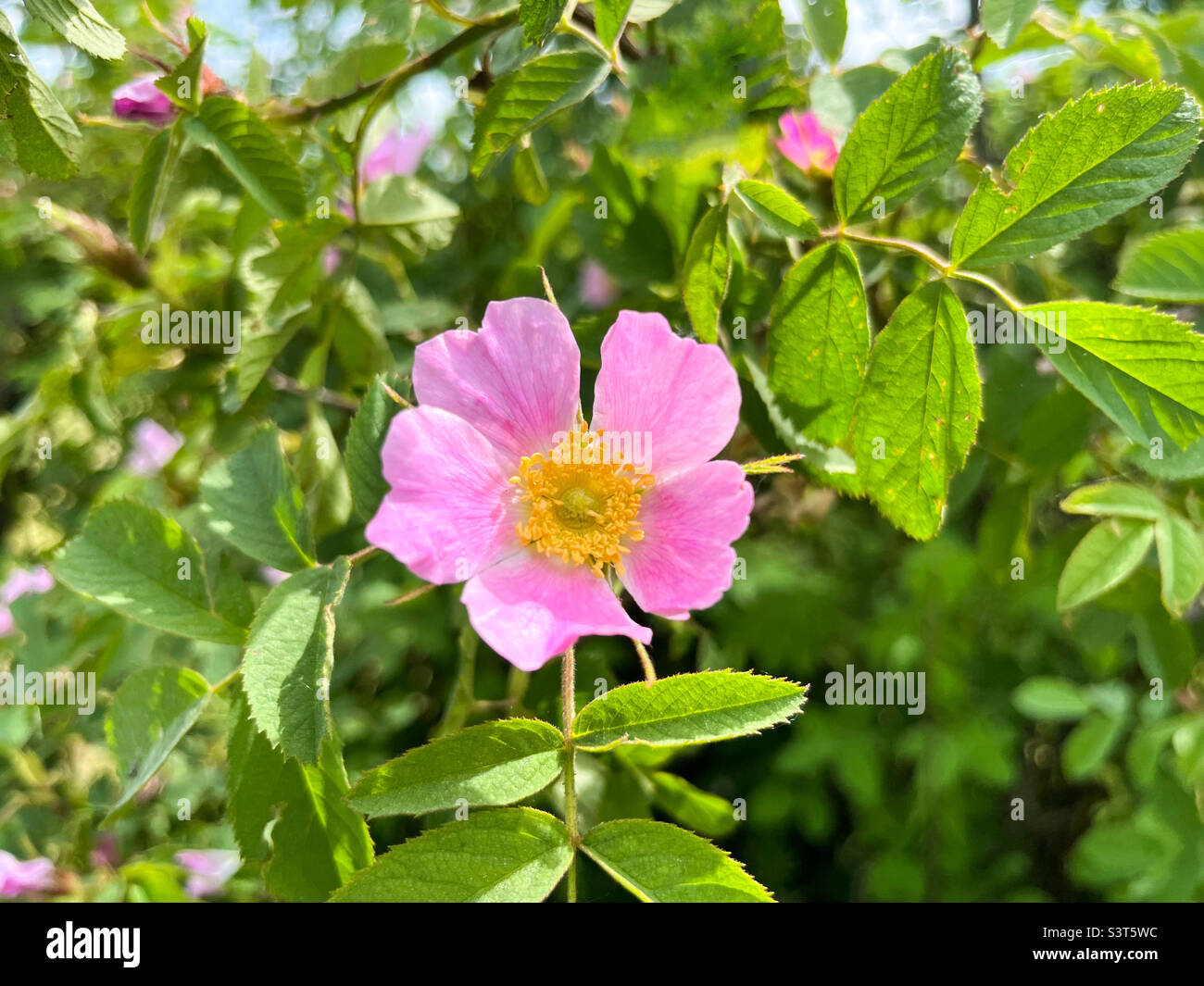 Fleur de rose de chien (Rosa canina) ou de rose rouge-brun (Rosa rubiginosa) en gros plan - Image de stock capturée avec un smartphone