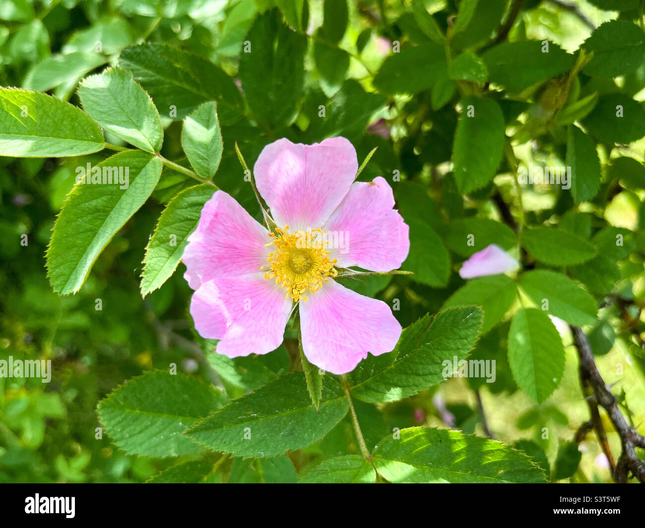 Fleur de rose de chien (Rosa canina) ou de rose rouge-brun (Rosa rubiginosa) en gros plan - Image de stock capturée avec un smartphone