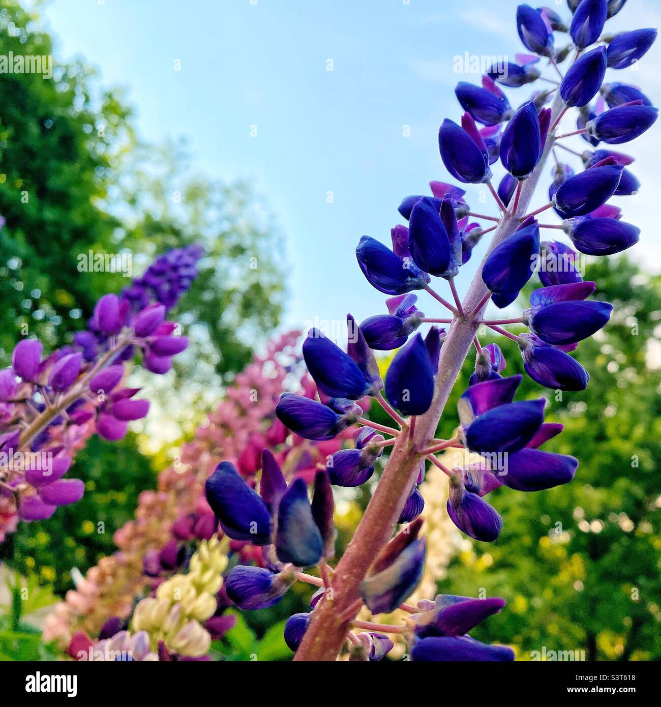 Photographie rapprochée d'une fleur de lupin pourpre dans un jardin naturel avec des lupins de différentes couleurs en arrière-plan. - Image de stock capturée avec un smartphone