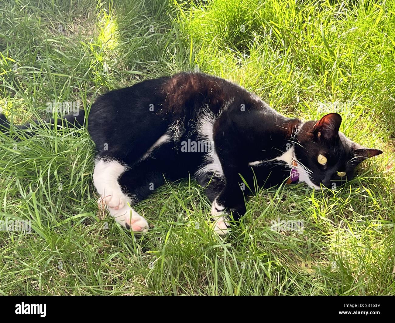 Chat noir appréciant l'herbe d'été Banque D'Images