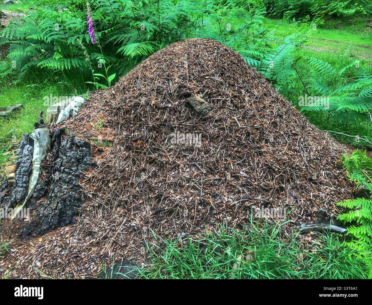 Les fourmis de bois du sud nichent dans le parc national de New Forest Banque D'Images
