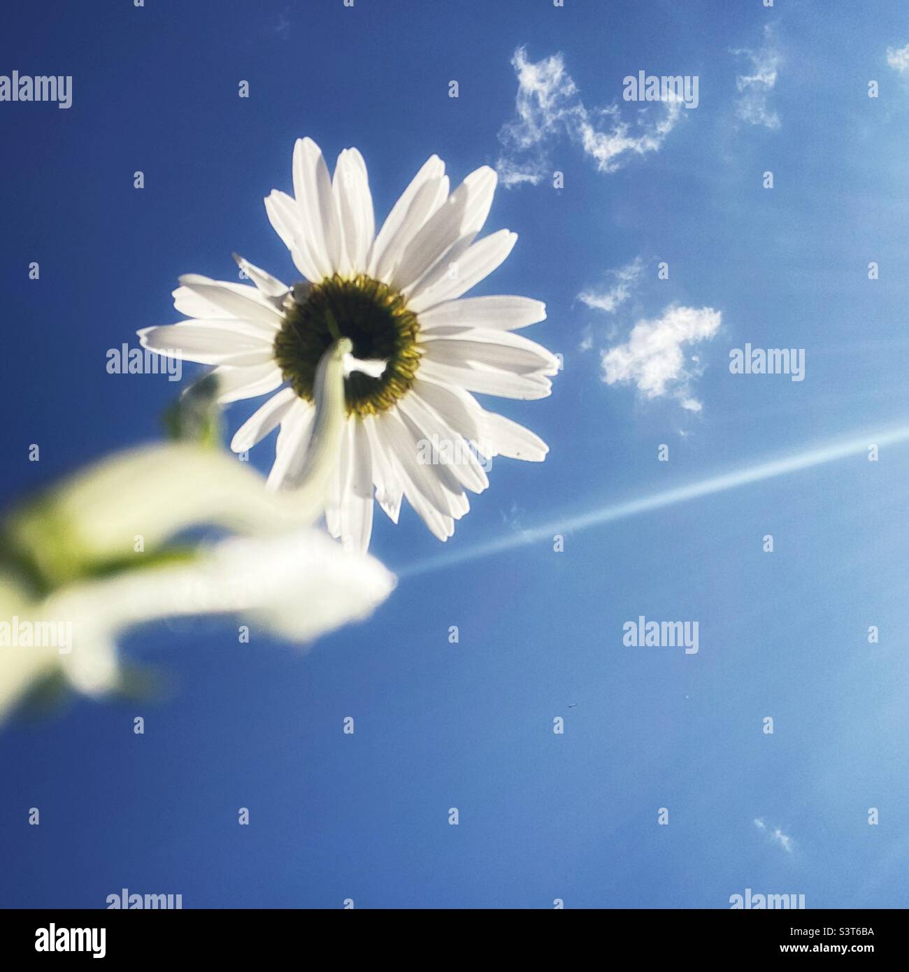 Une photo d'une pâquerette vue de dessous. Une seule fleur blanche contre un ciel bleu. - Image de stock capturée avec un smartphone