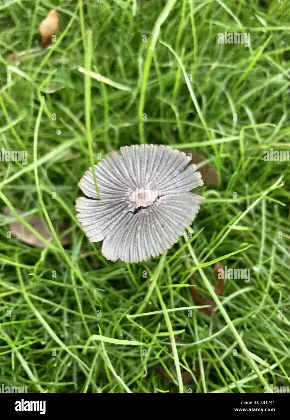 Le champignon plissé à tête plate est un petit champignon saprotrophique avec un capuchon en forme de plicate. Banque D'Images