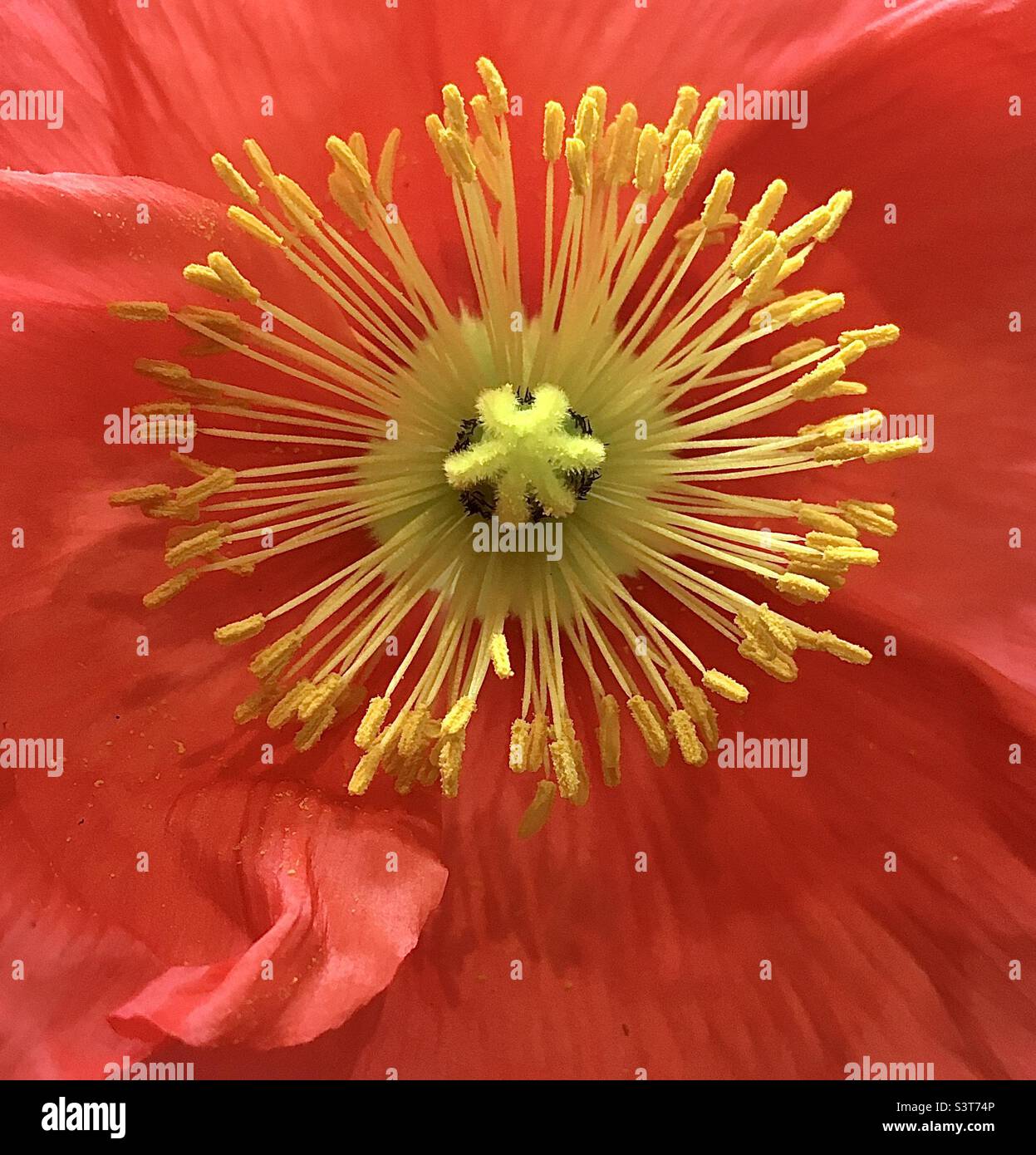Coquelicot, rouge, jaune, fleur, nature, beauté, Banque D'Images