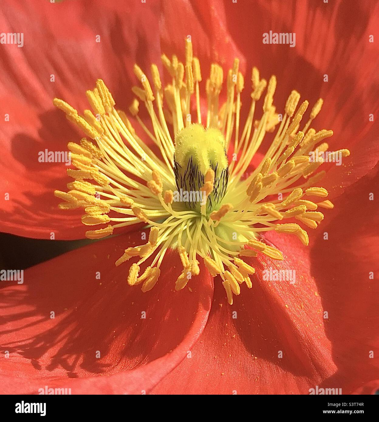 Coquelicot, rouge, jaune, fleur, nature, beauté, Banque D'Images